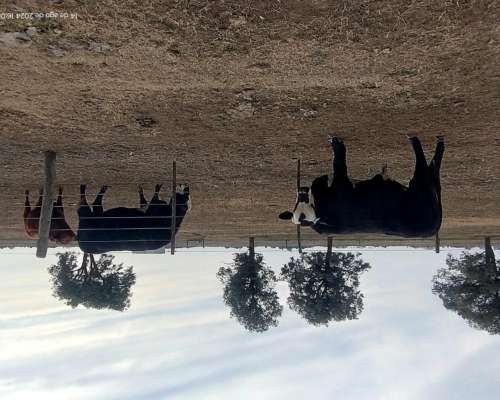 Toro Angus Colorado Vendo o Permuto