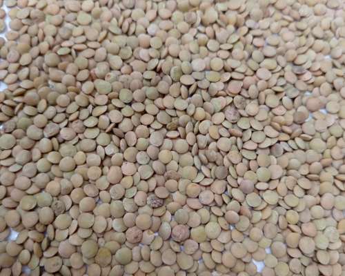 Arveja Clasificada y Embolsada