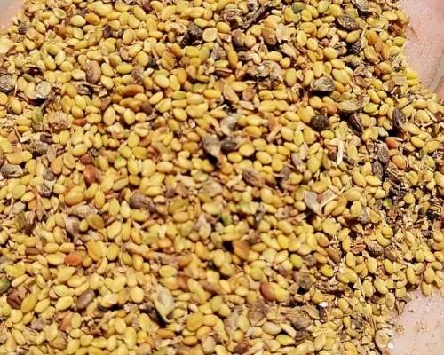 Vendo Semilla de Melilotus Contacto 3482619839