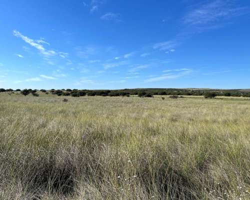 Establecimiento 2580 Ha Venta