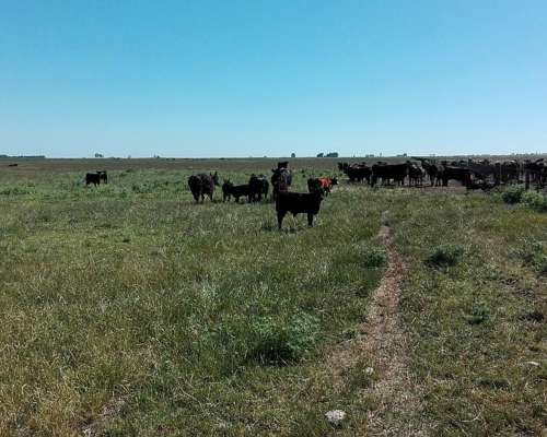 Vendo 1400 Has Ganaderas Olavarria