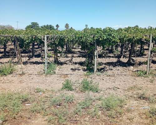 Finca Caucete San Juan