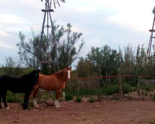 Se Venden 2 Campos de 2500 Has C/U Pegados.la Pampa