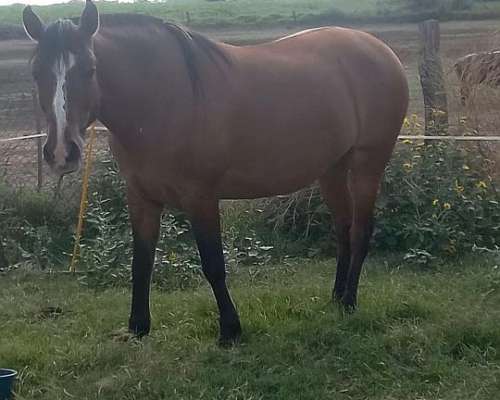 Yegua Criolla. Inscripta en Sociedad Rural Argentina