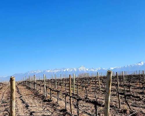 Se Vende Finca en Valle de UCO Mendoza. 300 Ha de Viñedo en