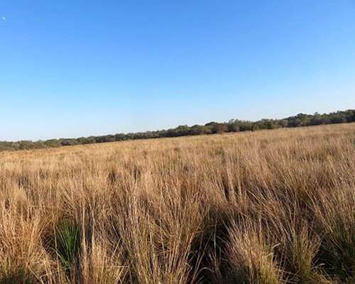 Selvas del Rio de ORO - 1432 Ha - Chaco