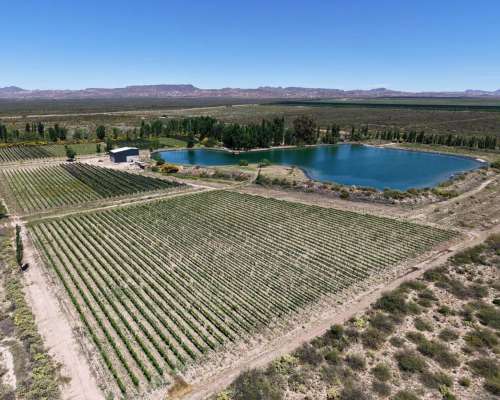 Cuadro Benegas, San Rafael, Mendoza - 97 Ha