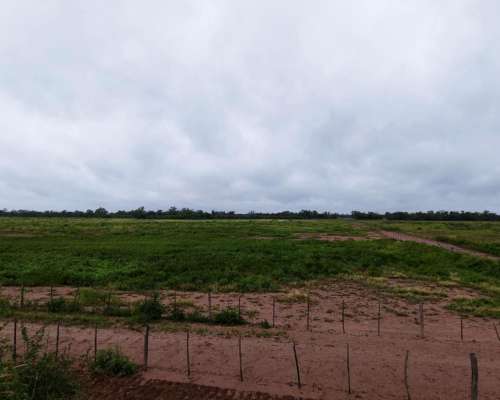 Joaquin V Gonzalez, Anta, Salta - 5.500 Ha
