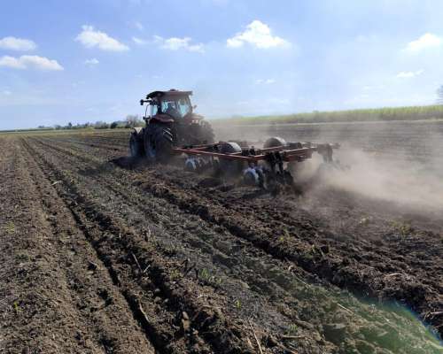 Culticaña de 4 y 8 Paquetes