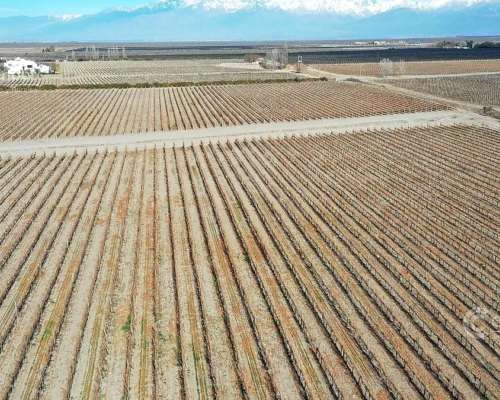 Se Vende Finca en Valle de UCO Mendoza. 300 Ha de Viñedo en