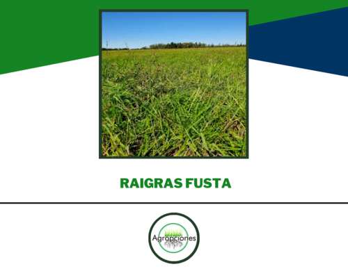 Semilla de RYE Grass Perenne Fusta - Criad. el Cencerro