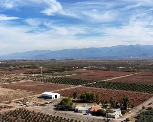 Lavalle- 85 HA- Mendoza
