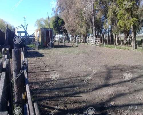 Campo en Venta 460 Has en Rauch