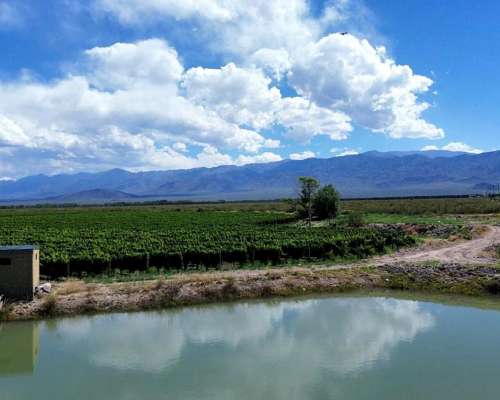 Finca con Viñedos de Alta Calidad - el Cepillo , Mendoza