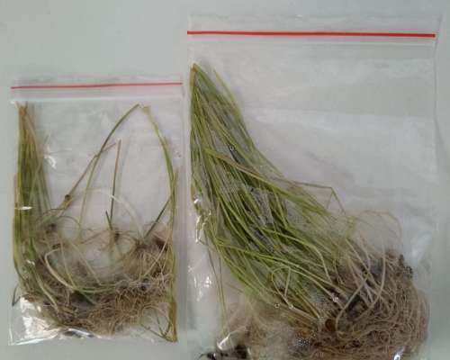 Semilla de Centeno muy Buena Calidad