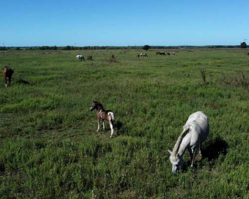 En Venta Campo Mixto de 121 Has en Ingenio Moneta San Pedro