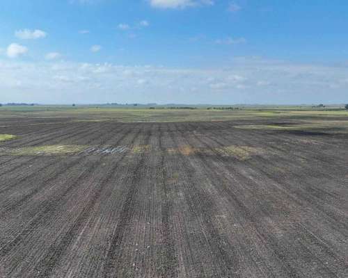 Pcia. de Buenos Aires - Roque Perez 243 Ha