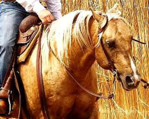 Caballos Cuarto De Milla De Trabajo, Carrera Y Dep - Agroads Caballos Cuarto De Milla De Trabajo, Carrera Y Dep - Agroads