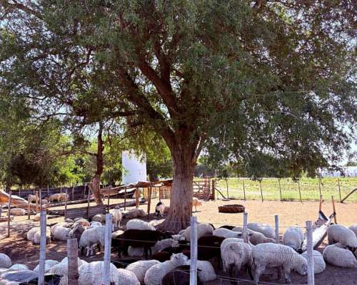 Alem Chacra en Produccion Ovina y Avicola