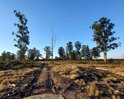 Campo de 30 Hectareas