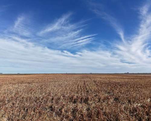 Piamonte - 37 Has - Mixtas