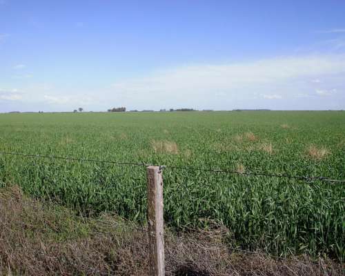 900ha Estancia la Perfección .agrícola. 7 Quintales de Renta