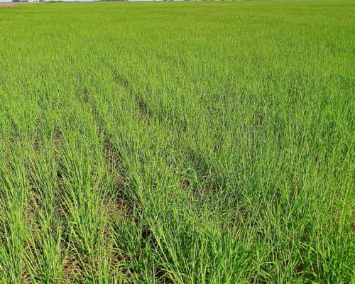 Campo en Daireaux - Buenos Aires
