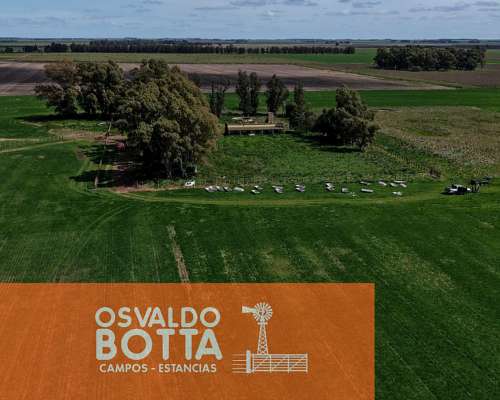 Campo 100% Agricola Sobre Ruta a 10km de Tres Arroyos
