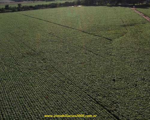 Córdoba Sarmiento 118 Has Agr+icolas Campaso