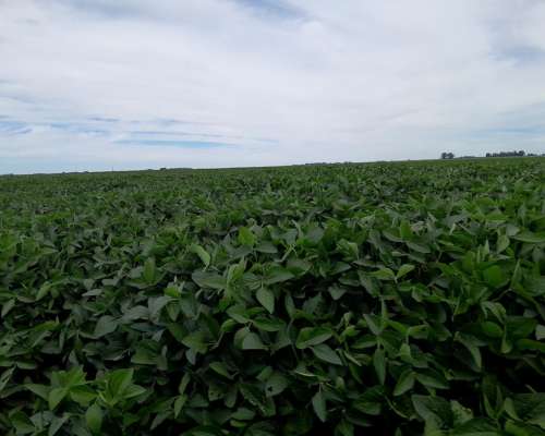 822 Has Agríc Total Soja,maíz Trigo Producc en Zona Buchardo