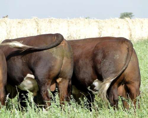 Toro Hereford Puro de Pedrigue