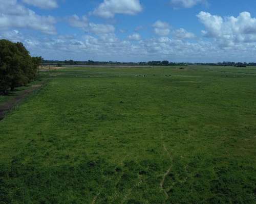 77 Hectáreas Sobre Ruta N°5 – Suipacha (bs. As.)