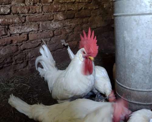 Huevos Fértiles Leghorn - Rhode Island RED