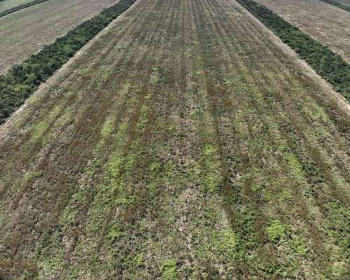 Vendo Campo Mixto en el Bobadal.