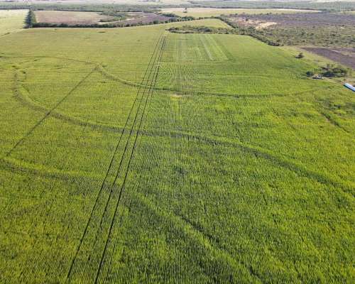 80 Hectáreas Agrícolas Rosario del Tala
