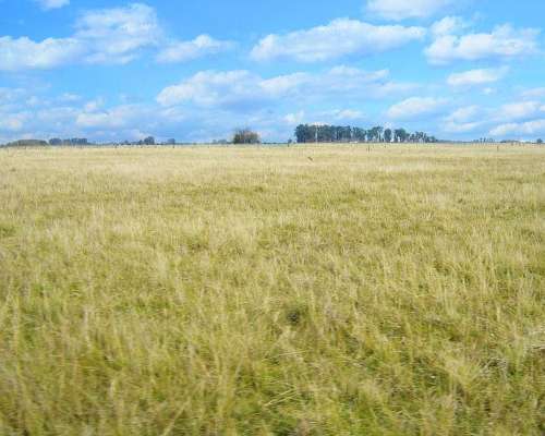 Brandsen, Buenos Aires - 284 Ha