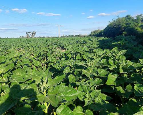 9105 Has SE Venden en Zona Moises Ville