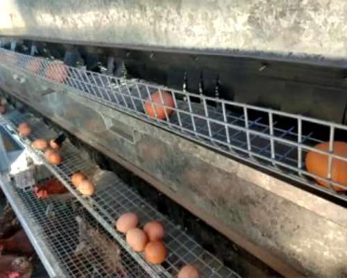 Gallinero Móvil Ibarrola para 75 - 175- 350 - 500 - 650 - 85