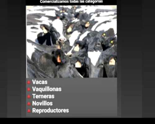 Tambo:comercializamos Rodeos Lecheros Holando y SUS Cruzas