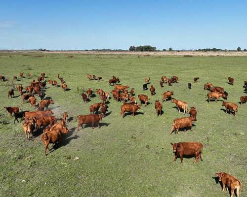 Chascomús, Buenos Aires - 1.038 Ha