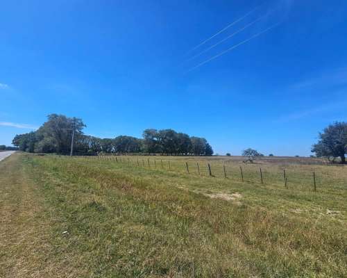 Campo Venta Casalins Pila 268ha