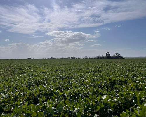 “campo en Venta con Alto Rendimiento Agrícola – Ideal Invers