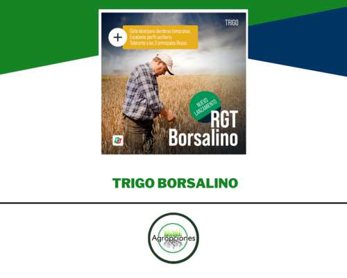 Semilla de Trigo Borsalino - Ragt