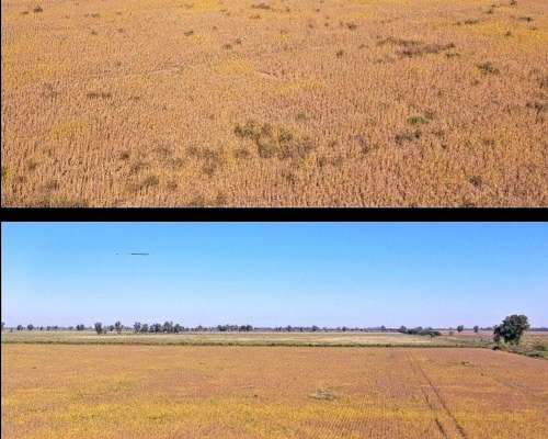 103 Ha SE Venden en Palacios Santa FE