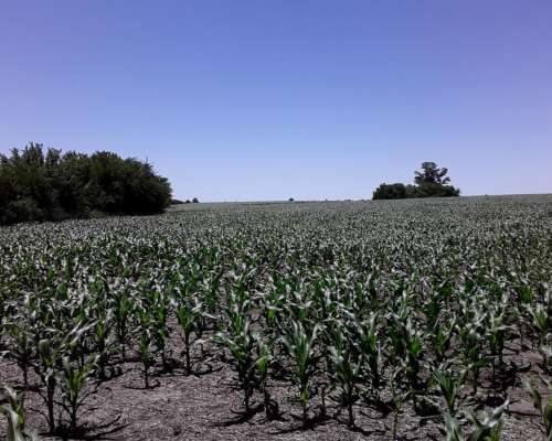 Campo Agricola 196 Hectáreas Entre Rios