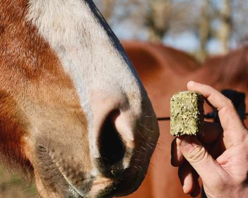 Cubos de Alfalfa 100% – Forraje Conservado Bolsa 25kg