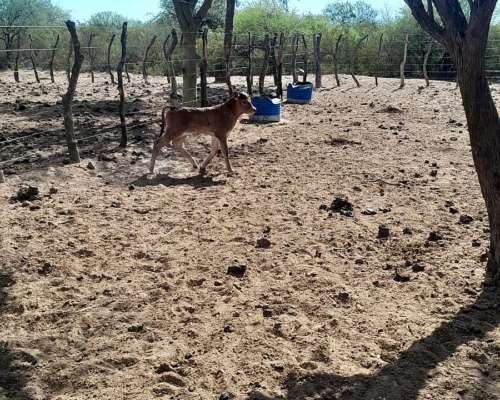 Vendo Campo Ganadero 1800 Has. Noroeste de Cba. Limite con R