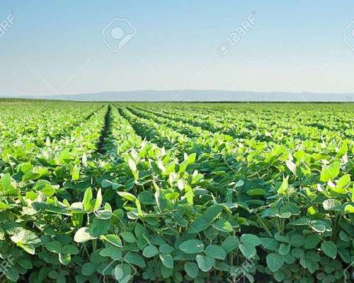 1500 Has Agricolas, Ganadera en Obispo Trejo Cordoba