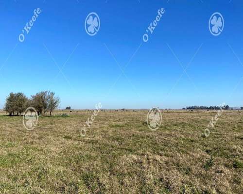 Campo en Venta de 450 Has en Magdalena. Ganadero