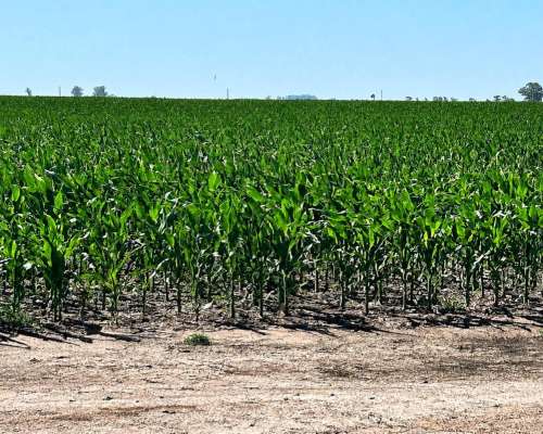 Pehuajó, Buenos Aires - 2.422 Ha